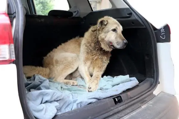 ADANA BOYNUNDAKİ İPLE KADERİNE TERK EDİLEN KÖPEK İÇİN SEFERBER OLDULAR ADANA BOYNUNDAKİ İPLE KADERİNE TERK EDİLEN KÖPEK İÇİN SEFERBER OLDULAR