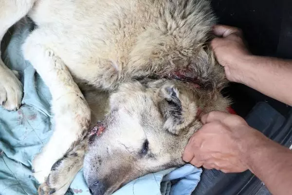 ADANA BOYNUNDAKİ İPLE KADERİNE TERK EDİLEN KÖPEK İÇİN SEFERBER OLDULAR ADANA BOYNUNDAKİ İPLE KADERİNE TERK EDİLEN KÖPEK İÇİN SEFERBER OLDULAR