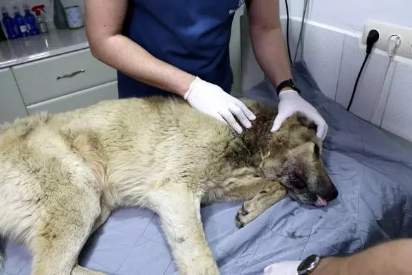ADANA BOYNUNDAKİ İPLE KADERİNE TERK EDİLEN KÖPEK İÇİN SEFERBER OLDULAR ADANA BOYNUNDAKİ İPLE KADERİNE TERK EDİLEN KÖPEK İÇİN SEFERBER OLDULAR