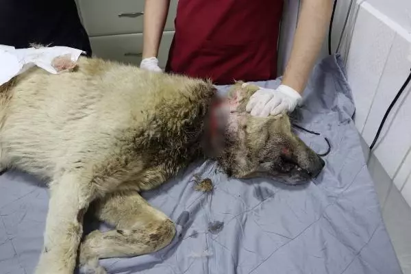 ADANA BOYNUNDAKİ İPLE KADERİNE TERK EDİLEN KÖPEK İÇİN SEFERBER OLDULAR ADANA BOYNUNDAKİ İPLE KADERİNE TERK EDİLEN KÖPEK İÇİN SEFERBER OLDULAR