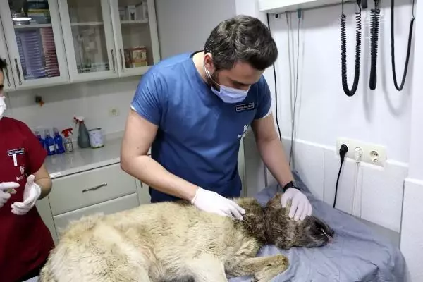 ADANA BOYNUNDAKİ İPLE KADERİNE TERK EDİLEN KÖPEK İÇİN SEFERBER OLDULAR ADANA BOYNUNDAKİ İPLE KADERİNE TERK EDİLEN KÖPEK İÇİN SEFERBER OLDULAR
