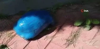 Maviye boyanan kara kaplumbağasıyla ilgili soruşturma başlatıldı