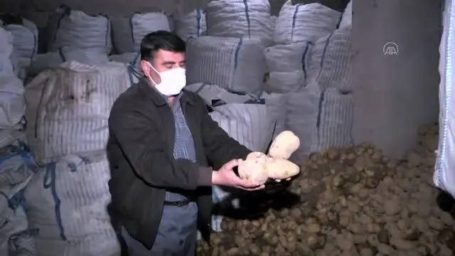 Son dakika haberi: NEVŞEHİR/NİĞDE - Cumhurbaşkanı Erdoğan'ın müjdesi patates üreticilerini sevindirdi Son dakika haberi: NEVŞEHİR/NİĞDE - Cumhurbaşkanı Erdoğan'ın müjdesi patates üreticilerini sevindirdi