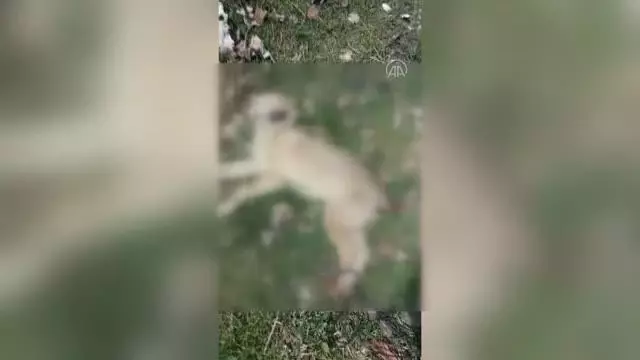 Sokak köpeği arka ayakları bağlı halde ölü bulundu
