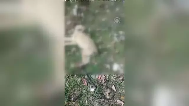 Sokak köpeği arka ayakları bağlı halde ölü bulundu