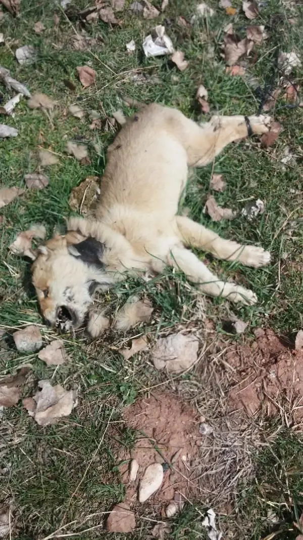 Sokak köpeği arka ayakları bağlı halde ölü bulundu