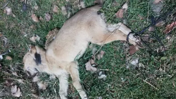 Sokak köpeği arka ayakları bağlı halde ölü bulundu