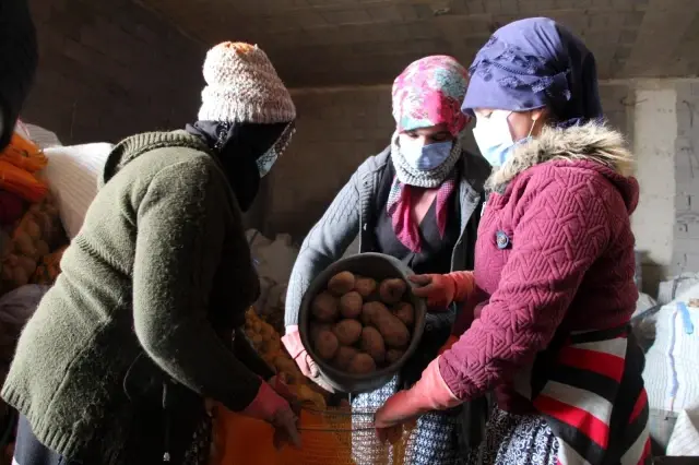 TMO, Nevşehir'de patates alımlarına başladı TMO, Nevşehir'de patates alımlarına başladı