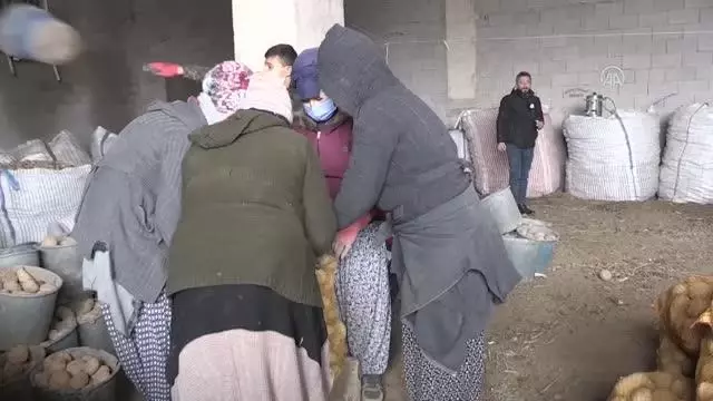 Toprak Mahsulleri Ofisi, ihtiyaç sahiplerine dağıtılacak patatesin alımına başladı Toprak Mahsulleri Ofisi, ihtiyaç sahiplerine dağıtılacak patatesin alımına başladı