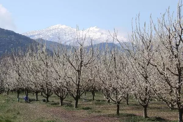 Son dakika gündem: TOROSLARIN SAKURA BAHÇELERİNDE GÖRSEL ŞÖLEN Son dakika gündem: TOROSLARIN SAKURA BAHÇELERİNDE GÖRSEL ŞÖLEN