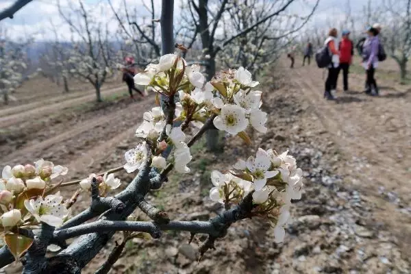 Son dakika gündem: TOROSLARIN SAKURA BAHÇELERİNDE GÖRSEL ŞÖLEN Son dakika gündem: TOROSLARIN SAKURA BAHÇELERİNDE GÖRSEL ŞÖLEN