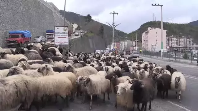 Yaklaşık iki ay sürecek yayla göçleri başladı Yaklaşık iki ay sürecek yayla göçleri başladı
