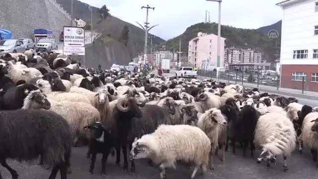 Yaklaşık iki ay sürecek yayla göçleri başladı Yaklaşık iki ay sürecek yayla göçleri başladı