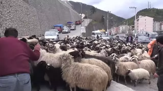 Yaklaşık iki ay sürecek yayla göçleri başladı Yaklaşık iki ay sürecek yayla göçleri başladı