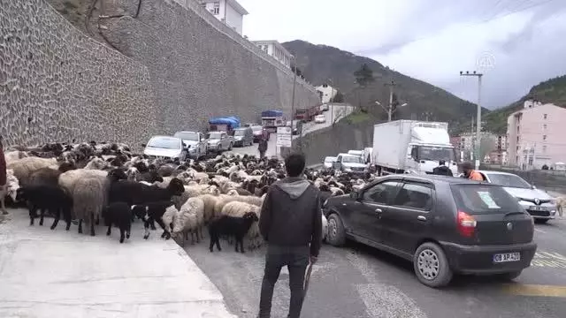 Yaklaşık iki ay sürecek yayla göçleri başladı Yaklaşık iki ay sürecek yayla göçleri başladı