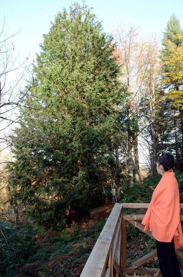 Son dakika haberi: 4 BİN 117 YAŞINDAKİ DÜNYANIN EN YAŞLI PORSUK AĞACI, BAKANLIĞIN 'ANIT AĞAÇLAR' KİTABINDA Son dakika haberi: 4 BİN 117 YAŞINDAKİ DÜNYANIN EN YAŞLI PORSUK AĞACI, BAKANLIĞIN 'ANIT AĞAÇLAR' KİTABINDA