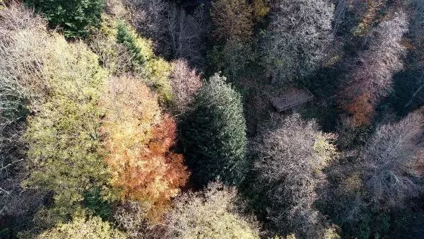 Son dakika haberi: 4 BİN 117 YAŞINDAKİ DÜNYANIN EN YAŞLI PORSUK AĞACI, BAKANLIĞIN 'ANIT AĞAÇLAR' KİTABINDA Son dakika haberi: 4 BİN 117 YAŞINDAKİ DÜNYANIN EN YAŞLI PORSUK AĞACI, BAKANLIĞIN 'ANIT AĞAÇLAR' KİTABINDA