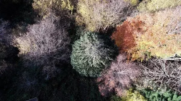 Son dakika haberi: 4 BİN 117 YAŞINDAKİ DÜNYANIN EN YAŞLI PORSUK AĞACI, BAKANLIĞIN 'ANIT AĞAÇLAR' KİTABINDA Son dakika haberi: 4 BİN 117 YAŞINDAKİ DÜNYANIN EN YAŞLI PORSUK AĞACI, BAKANLIĞIN 'ANIT AĞAÇLAR' KİTABINDA
