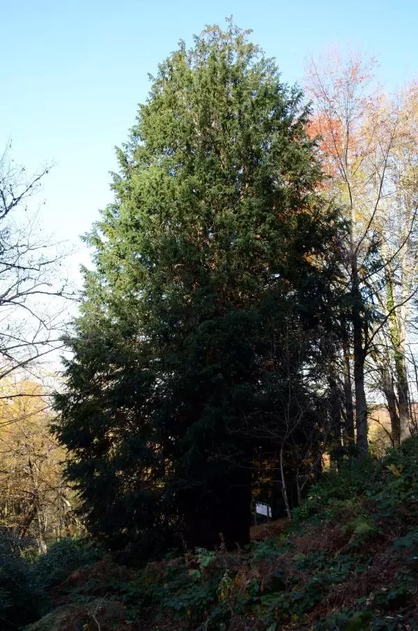 Son dakika haberi: 4 BİN 117 YAŞINDAKİ DÜNYANIN EN YAŞLI PORSUK AĞACI, BAKANLIĞIN 'ANIT AĞAÇLAR' KİTABINDA Son dakika haberi: 4 BİN 117 YAŞINDAKİ DÜNYANIN EN YAŞLI PORSUK AĞACI, BAKANLIĞIN 'ANIT AĞAÇLAR' KİTABINDA