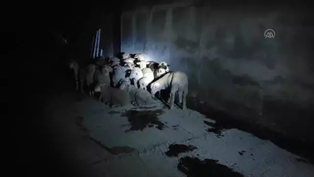 Çiftlikten kaçan koyunlar sahibine teslim edildi Çiftlikten kaçan koyunlar sahibine teslim edildi