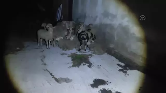 Çiftlikten kaçan koyunlar sahibine teslim edildi Çiftlikten kaçan koyunlar sahibine teslim edildi