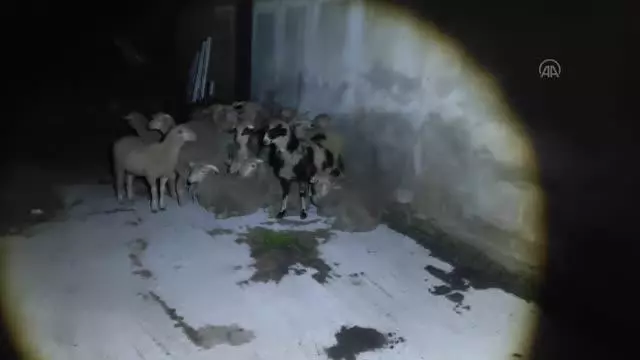 Çiftlikten kaçan koyunlar sahibine teslim edildi Çiftlikten kaçan koyunlar sahibine teslim edildi