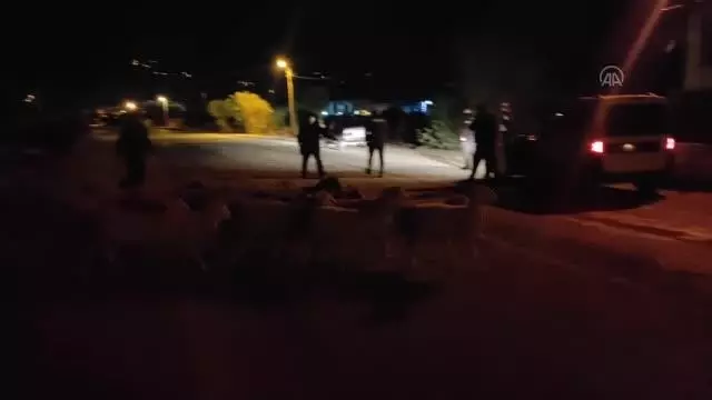 Çiftlikten kaçan koyunlar sahibine teslim edildi Çiftlikten kaçan koyunlar sahibine teslim edildi