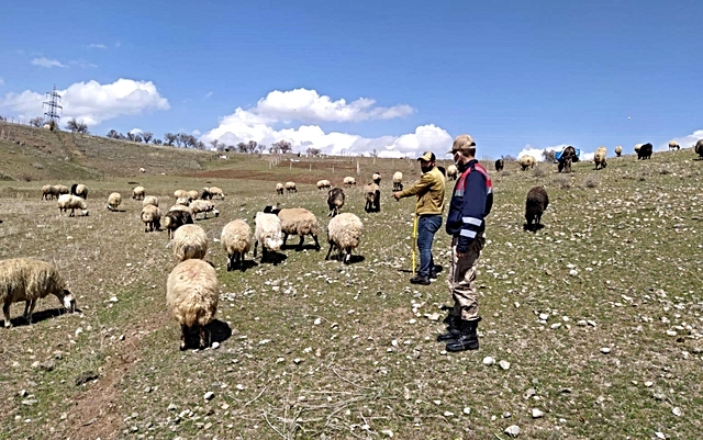 Son dakika... Elazığ'da kayıp koyunlar jandarma tarafından bulundu Son dakika... Elazığ'da kayıp koyunlar jandarma tarafından bulundu