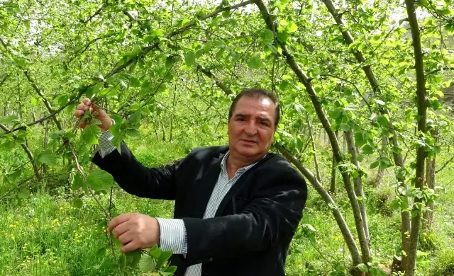Fındık ihracatının yüzde 85'i AB ülkelerine Fındık ihracatının yüzde 85'i AB ülkelerine