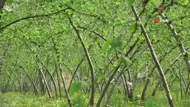 Fındık ihracatının yüzde 85'i AB ülkelerine Fındık ihracatının yüzde 85'i AB ülkelerine