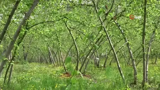 Fındık ihracatının yüzde 85'i AB ülkelerine Fındık ihracatının yüzde 85'i AB ülkelerine