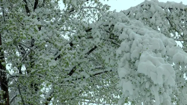 Kayseri'de nisan karı kışı aratmadı Kayseri'de nisan karı kışı aratmadı