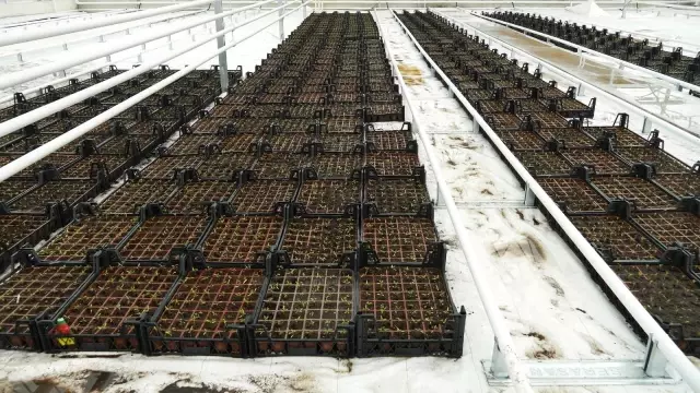 Keçiören Belediyesi seraya ilk tohumları attı Keçiören Belediyesi seraya ilk tohumları attı