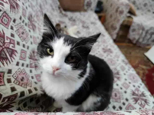 Kedi Mercan hem köpek yavrularına hem de civcivlere annelik yapıyor Kedi Mercan hem köpek yavrularına hem de civcivlere annelik yapıyor