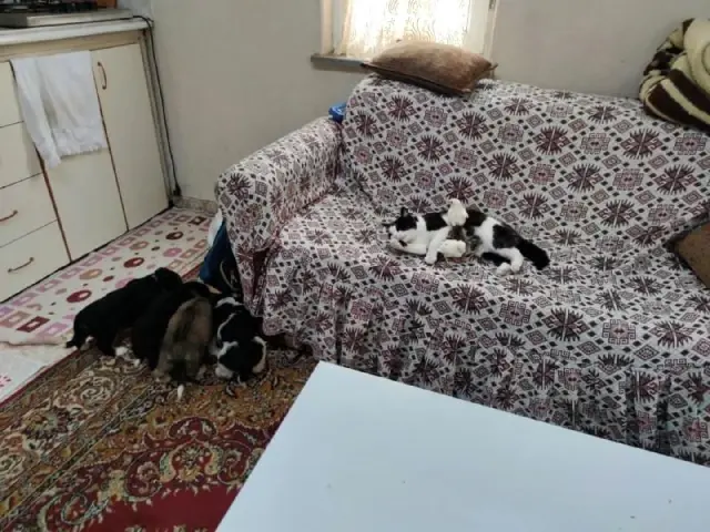 Kedi Mercan hem köpek yavrularına hem de civcivlere annelik yapıyor Kedi Mercan hem köpek yavrularına hem de civcivlere annelik yapıyor