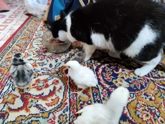 Kedi Mercan hem köpek yavrularına hem de civcivlere annelik yapıyor Kedi Mercan hem köpek yavrularına hem de civcivlere annelik yapıyor