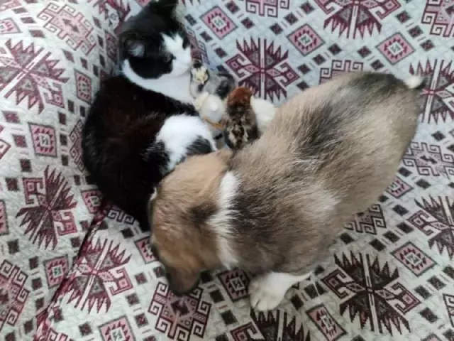 Kedi Mercan hem köpek yavrularına hem de civcivlere annelik yapıyor Kedi Mercan hem köpek yavrularına hem de civcivlere annelik yapıyor