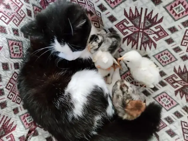 Kedi Mercan hem köpek yavrularına hem de civcivlere annelik yapıyor Kedi Mercan hem köpek yavrularına hem de civcivlere annelik yapıyor