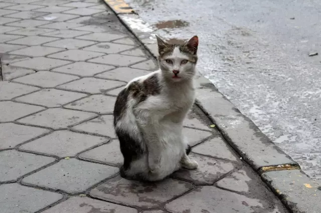 Kısıtlamalarda hayvanseverler sokak hayvanlarını unutmadı Kısıtlamalarda hayvanseverler sokak hayvanlarını unutmadı