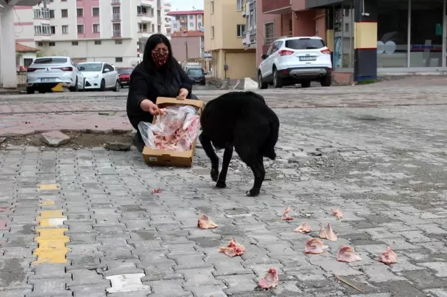 Kısıtlamalarda hayvanseverler sokak hayvanlarını unutmadı Kısıtlamalarda hayvanseverler sokak hayvanlarını unutmadı