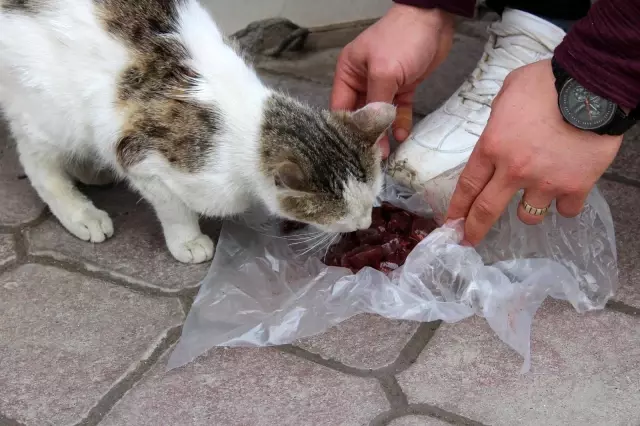 Kısıtlamalarda hayvanseverler sokak hayvanlarını unutmadı Kısıtlamalarda hayvanseverler sokak hayvanlarını unutmadı