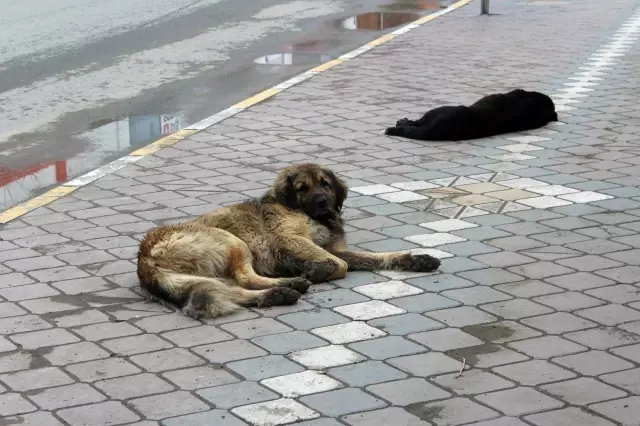 Kısıtlamalarda hayvanseverler sokak hayvanlarını unutmadı Kısıtlamalarda hayvanseverler sokak hayvanlarını unutmadı