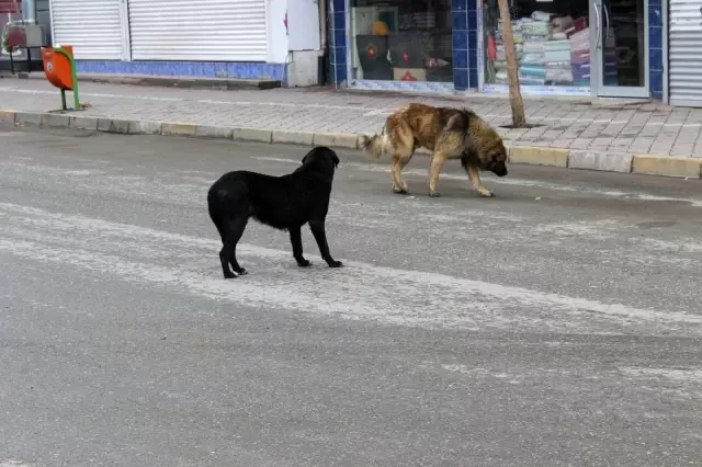 Kısıtlamalarda hayvanseverler sokak hayvanlarını unutmadı Kısıtlamalarda hayvanseverler sokak hayvanlarını unutmadı