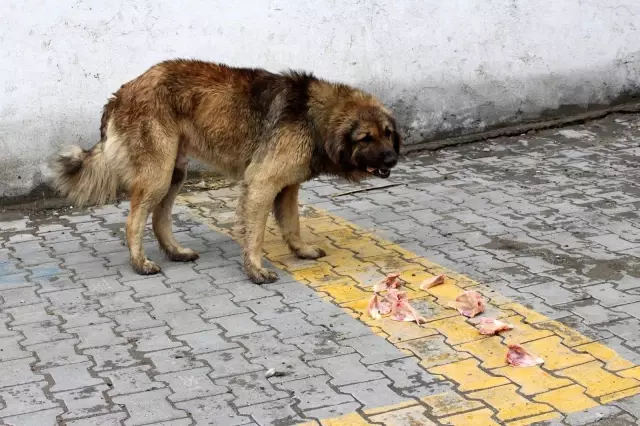 Kısıtlamalarda hayvanseverler sokak hayvanlarını unutmadı Kısıtlamalarda hayvanseverler sokak hayvanlarını unutmadı