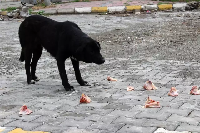 Kısıtlamalarda hayvanseverler sokak hayvanlarını unutmadı Kısıtlamalarda hayvanseverler sokak hayvanlarını unutmadı
