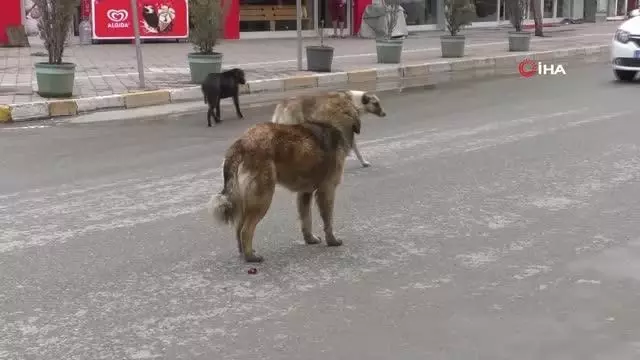 Kısıtlamalarda hayvanseverler sokak hayvanlarını unutmadı Kısıtlamalarda hayvanseverler sokak hayvanlarını unutmadı