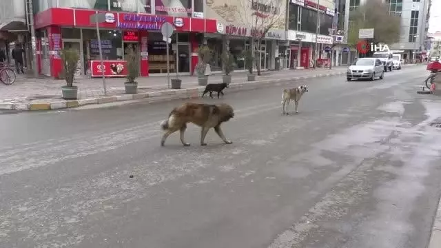 Kısıtlamalarda hayvanseverler sokak hayvanlarını unutmadı Kısıtlamalarda hayvanseverler sokak hayvanlarını unutmadı