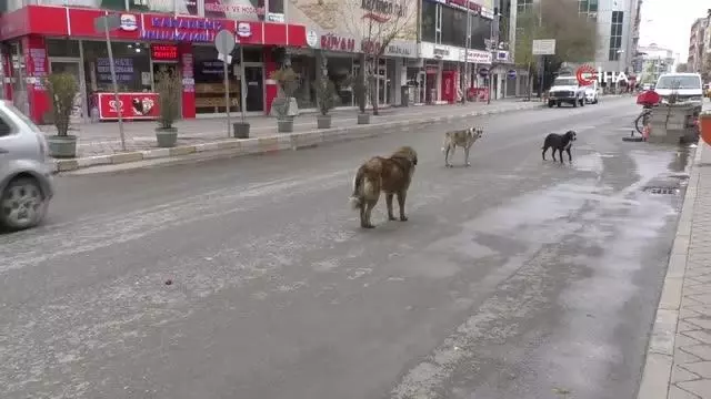 Kısıtlamalarda hayvanseverler sokak hayvanlarını unutmadı Kısıtlamalarda hayvanseverler sokak hayvanlarını unutmadı