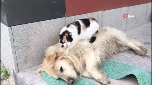 Köpeğe masaj yapan kediyi görenler şaşkınlıklarını gizleyemedi Köpeğe masaj yapan kediyi görenler şaşkınlıklarını gizleyemedi