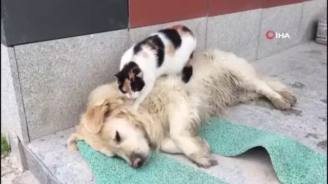 Köpeğe masaj yapan kediyi görenler şaşkınlıklarını gizleyemedi Köpeğe masaj yapan kediyi görenler şaşkınlıklarını gizleyemedi